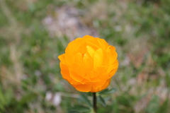 Trollius altaicus
