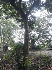Magnoliopsida