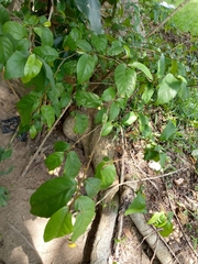 Magnoliopsida