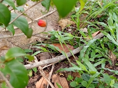 Liliopsida