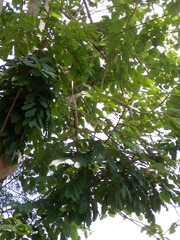 Magnoliopsida
