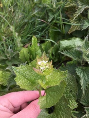 Alliaria petiolata