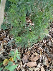 Magnoliopsida