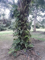 Tracheophyta