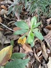Magnoliopsida