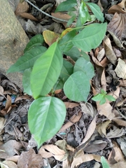 Magnoliopsida