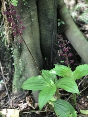 Liparis gigantea