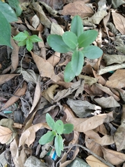 Magnoliopsida