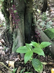 Liparis gigantea