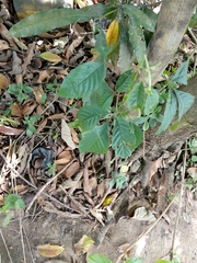 Magnoliopsida