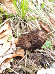 Morchella esculenta