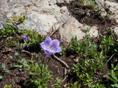 Campanula parryi
