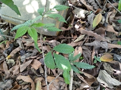 Magnoliopsida