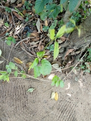 Magnoliopsida