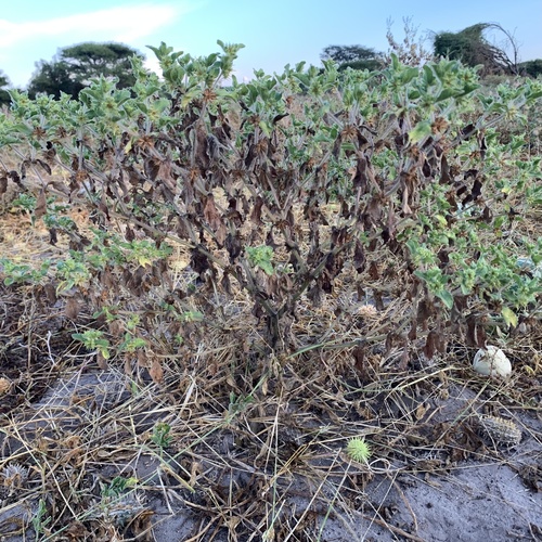 Acanthospermum hispidum image