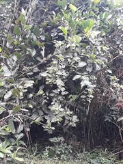 Magnoliopsida