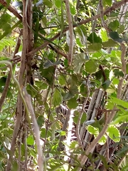 Magnoliopsida