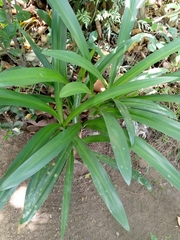 Liliopsida