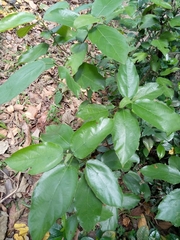 Magnoliopsida
