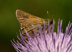 Hesperia attalus slossonae