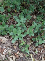 Magnoliopsida