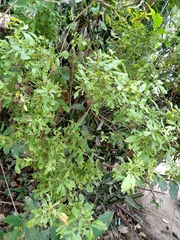 Magnoliopsida