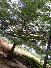 Magnoliopsida