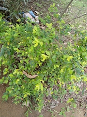 Magnoliopsida