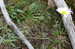 Brachyscome diversifolia