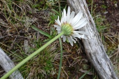 Brachyscome diversifolia