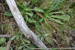 Brachyscome diversifolia