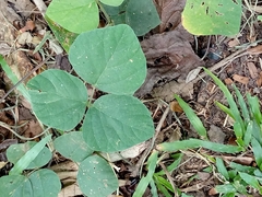 Magnoliopsida
