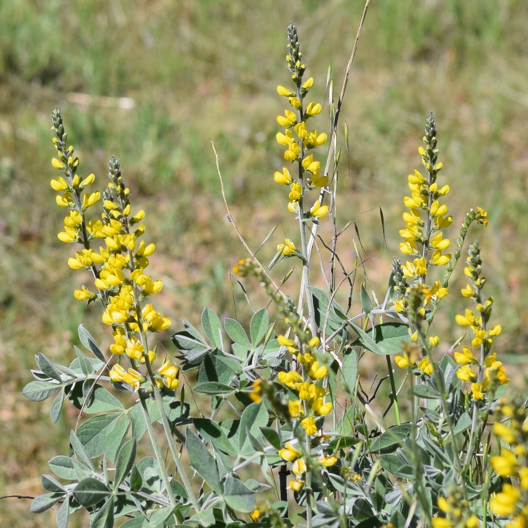 Thermopsis californica