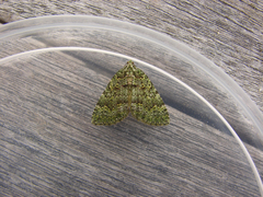 Austrocidaria callichlora