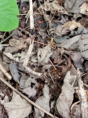 Diptera