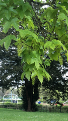 Acer pseudoplatanus