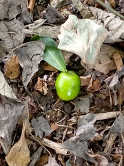 Magnoliopsida