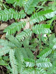 Fabaceae