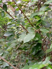 Magnoliopsida