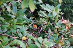 Erithacus rubecula
