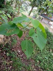 Magnoliopsida