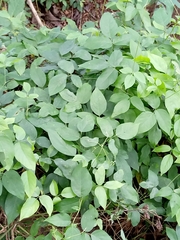 Magnoliopsida