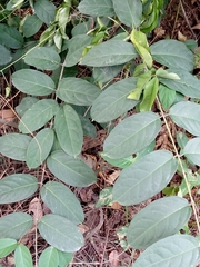 Magnoliopsida
