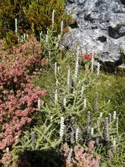 Seriphium cinereum