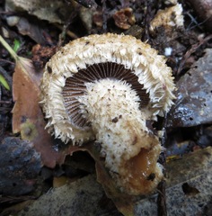 Psathyrella asperospora image