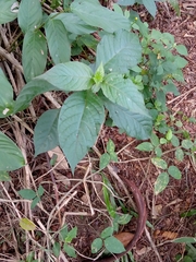 Magnoliopsida