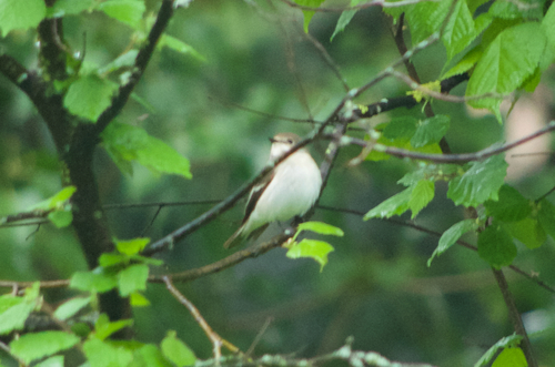 Papamoscas cerrojillo (Ficedula hypoleuca)