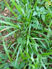 Liliopsida