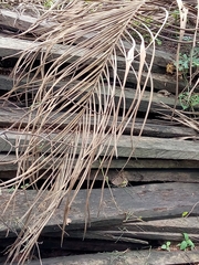 Arecaceae