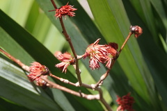 Euptelea polyandra